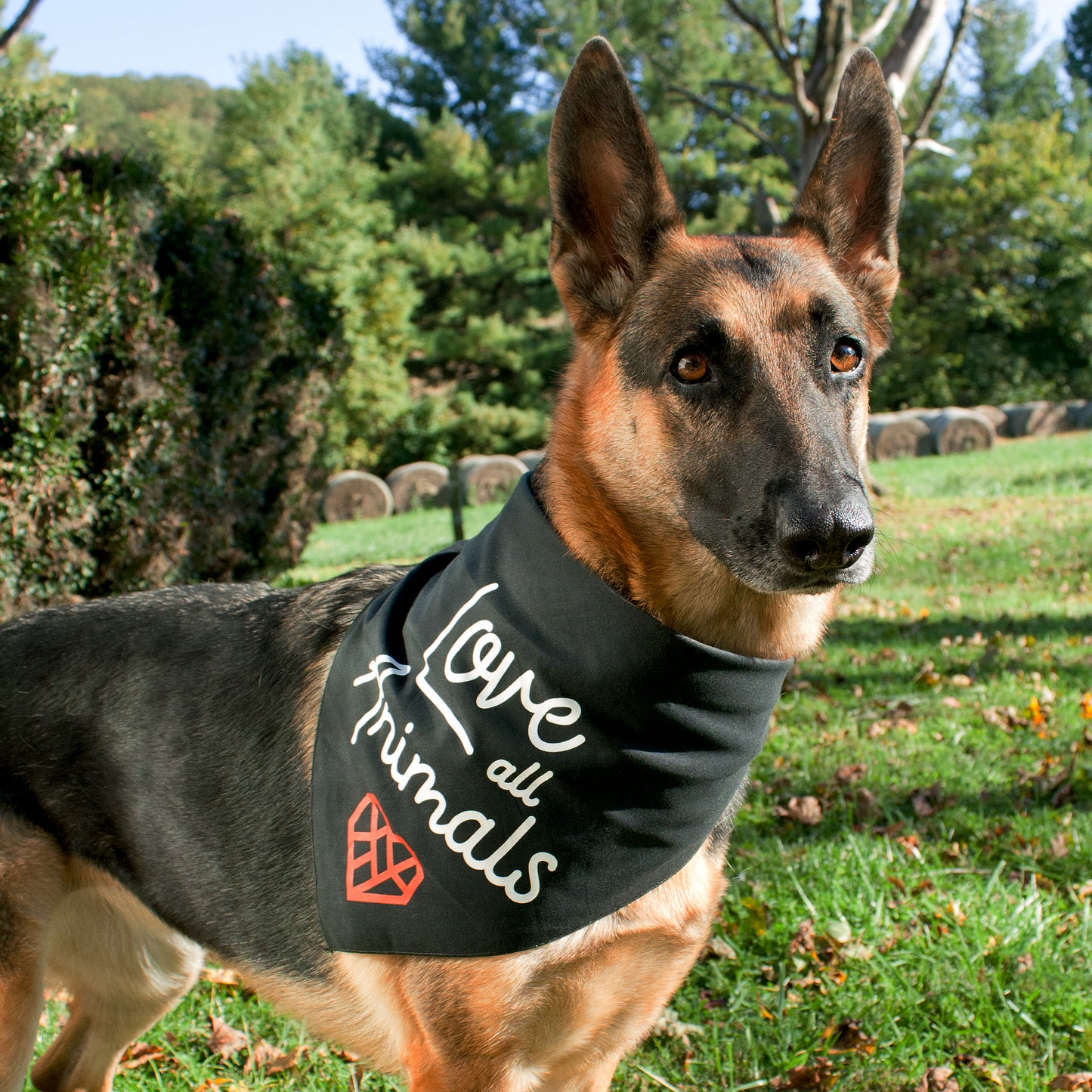 Bandana For The Animals