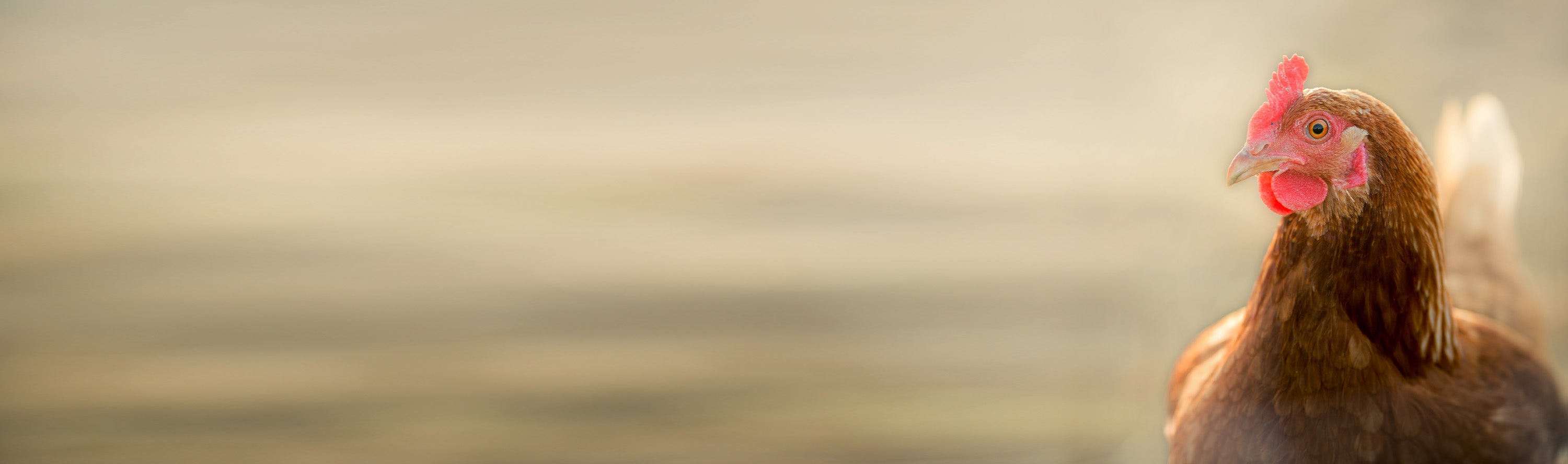 Chicken standing on a blurred natural background